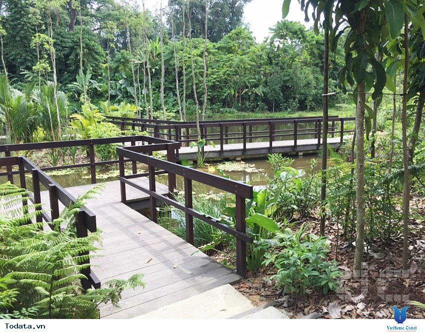 Singapore Botanic Garden , khu vườn thực vật lớn nhất Singapore Hình ảnh 3