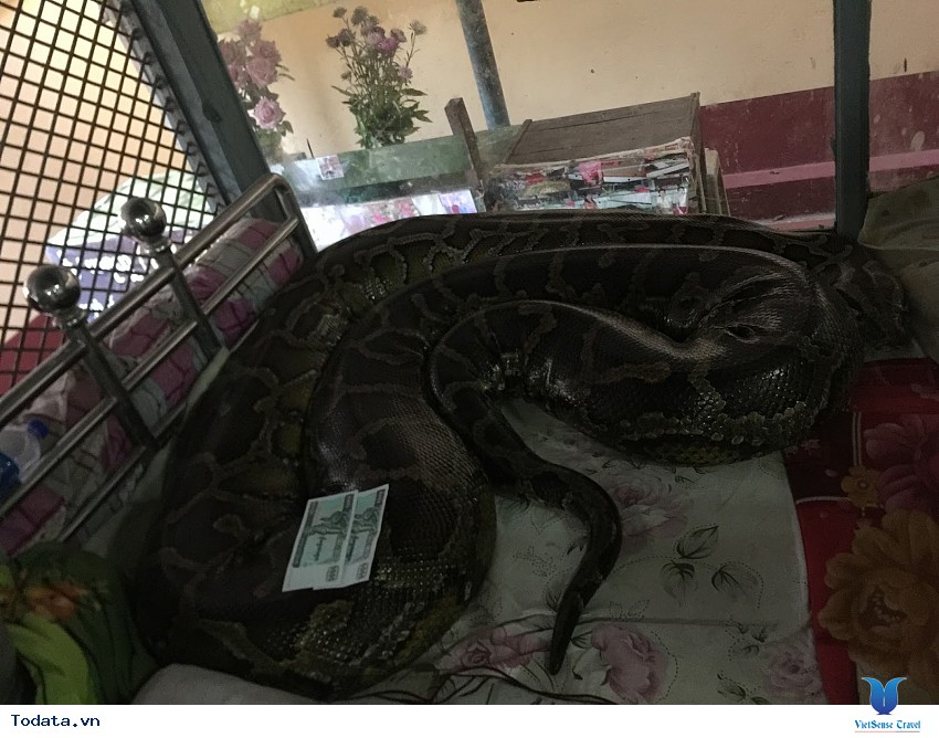 Snake Pagoda Hình ảnh 3