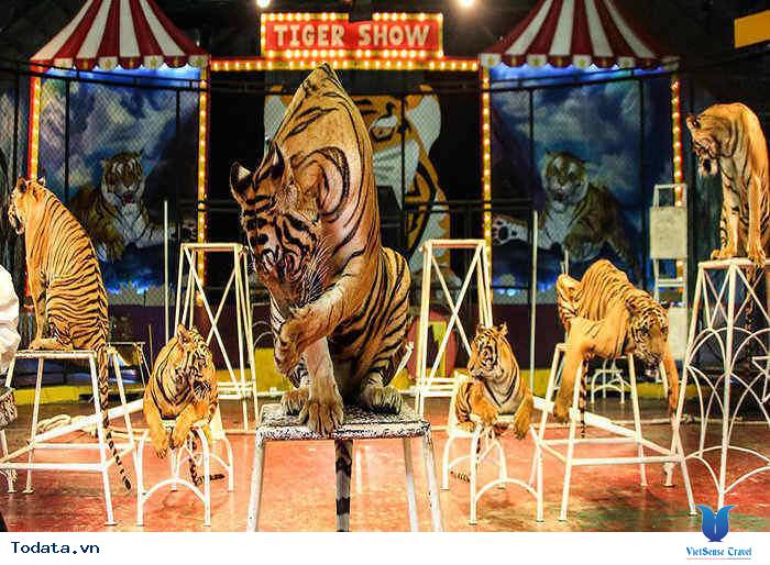 Sriracha Tiger Zoo có gì hấp dẫn Hình ảnh 3