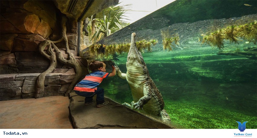 Sriracha Tiger Zoo có gì hấp dẫn Hình ảnh 2