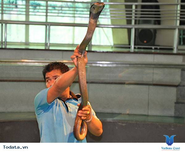 Sức hút không tưởng từ Trại Rắn Hình ảnh 2