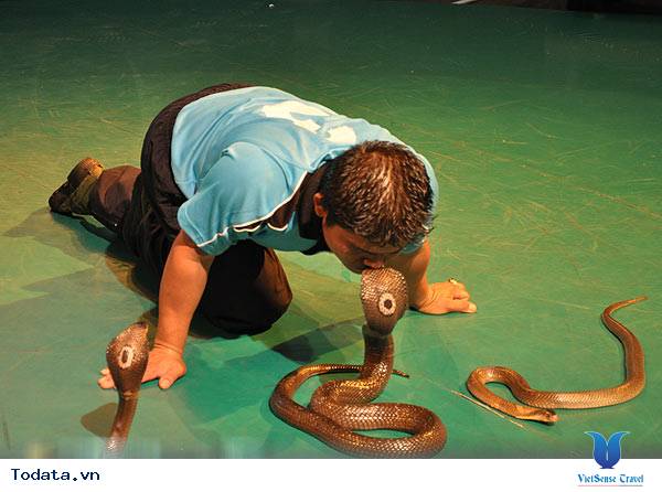 Sức hút không tưởng từ Trại Rắn Hình ảnh 1