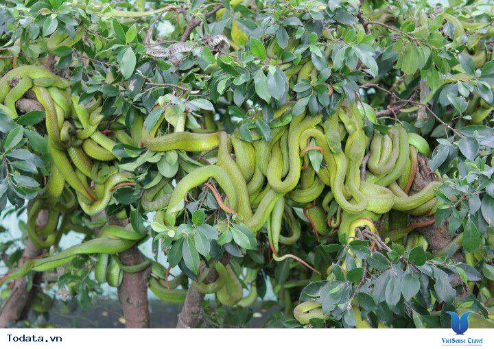 Sức hút không tưởng từ Trại Rắn Hình ảnh 3