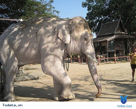 Sức mạnh quyền lực của voi trắng qua lịch sử Chùa Voi Trắng ở Myanmar Hình ảnh 3