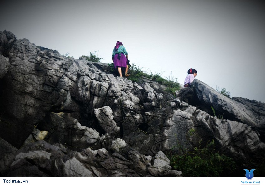 Sức Sống Từ Cao Nguyên Đá Đồng Văn Hình ảnh 1 Sức Sống Từ Cao Nguyên Đá Đồng Văn Hình ảnh 1