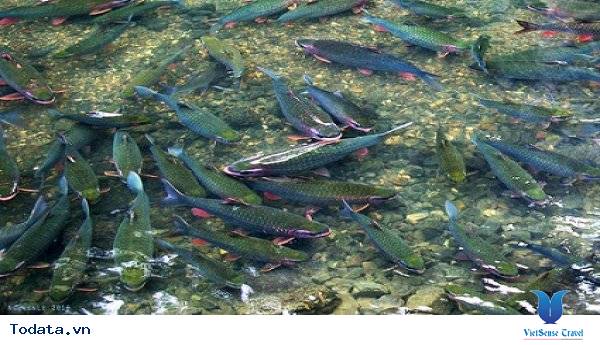 Suối Cá Thần Cẩm Lương Hình ảnh 5