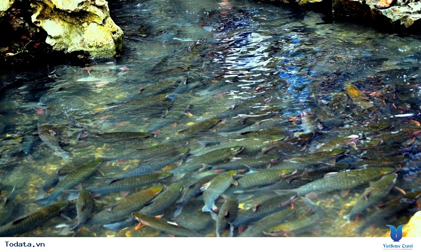 Suối Cá Thần Cẩm Lương Hình ảnh 4