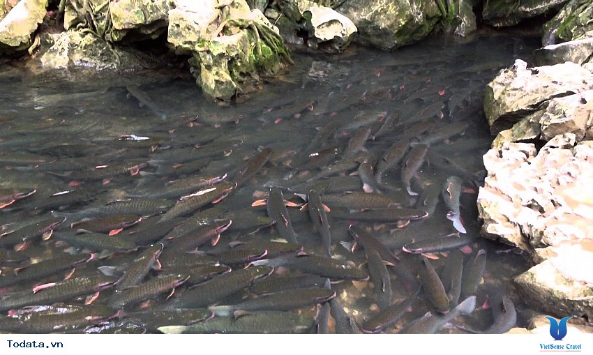 Suối Cá Thần Cẩm Lương Hình ảnh 10