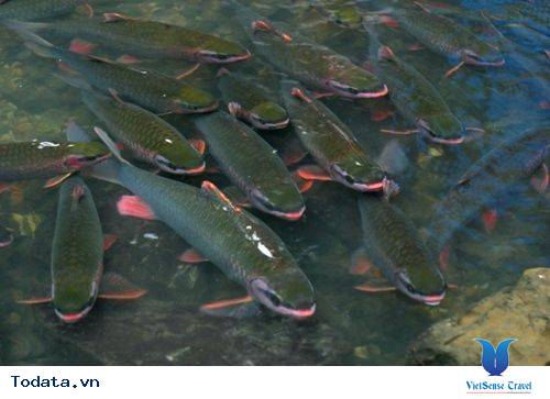 Suối Cá Thần Cẩm Lương Hình ảnh 1