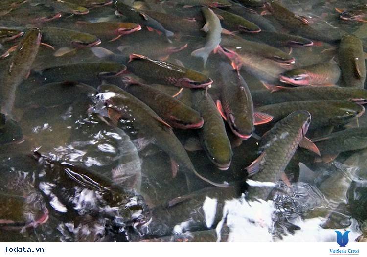 Suối Cá Thần Cẩm Lương Hình ảnh 6