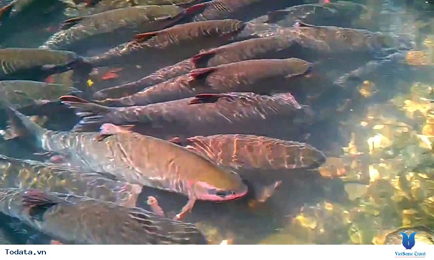 Suối Cá Thần Cẩm Lương Hình ảnh 9