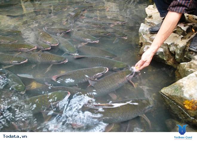 Suối Cá Thần Cẩm Lương Hình ảnh 2