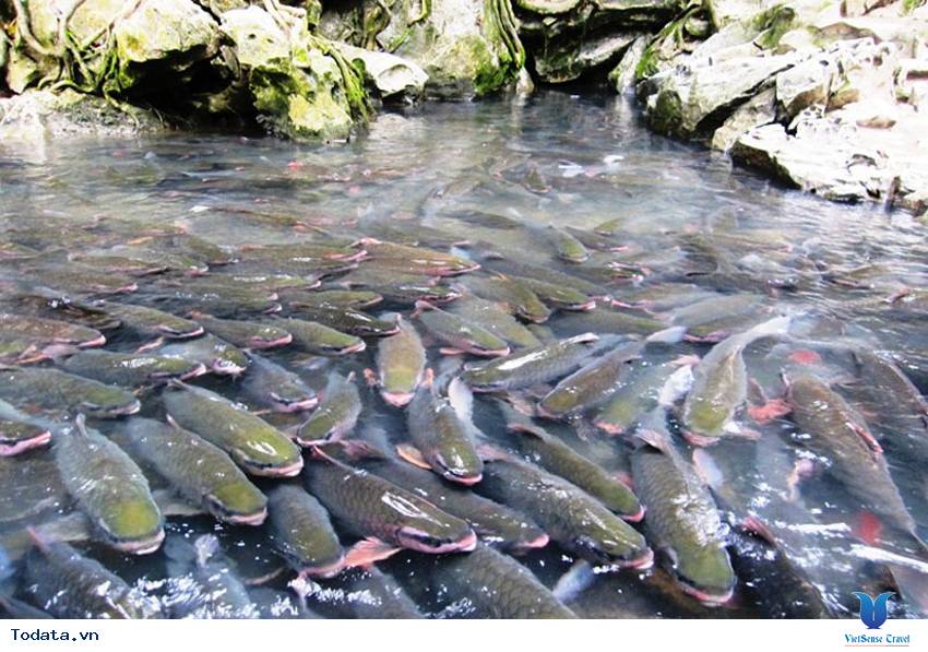 Suối Cá Thần Cẩm Lương Hình ảnh 7
