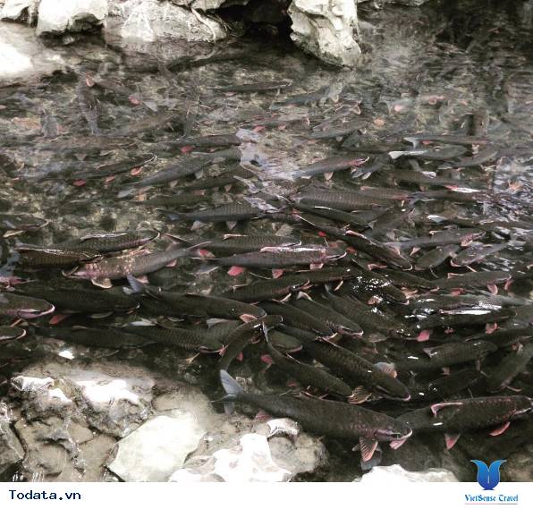 Suối Cá Thần Cẩm Lương Hình ảnh 8