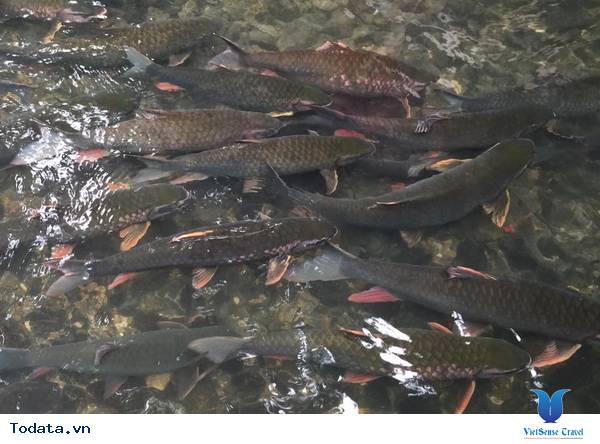 Suối Cá Thần Cẩm Lương Hình ảnh 3