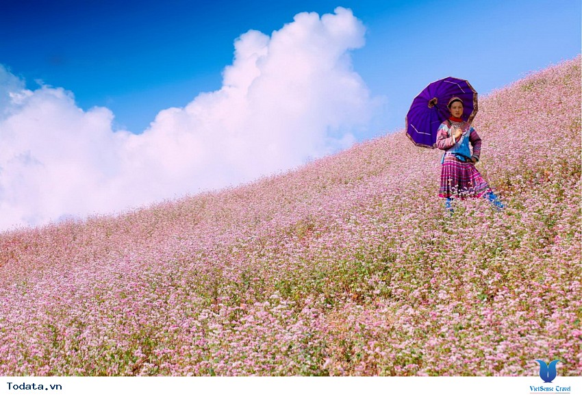 Thả hồn vào rừng Hoa Tam Giác Mạch ở Hà Giang Hình ảnh 4