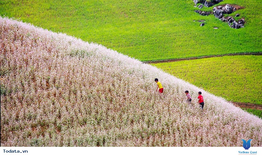 Thả hồn vào rừng Hoa Tam Giác Mạch ở Hà Giang Hình ảnh 5