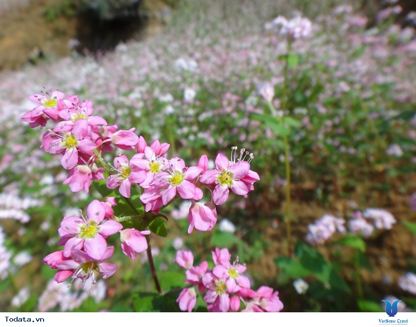 Thả hồn vào rừng Hoa Tam Giác Mạch ở Hà Giang Hình ảnh 3