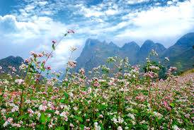 Thả hồn vào rừng Hoa Tam Giác Mạch ở Hà Giang Hình ảnh 1