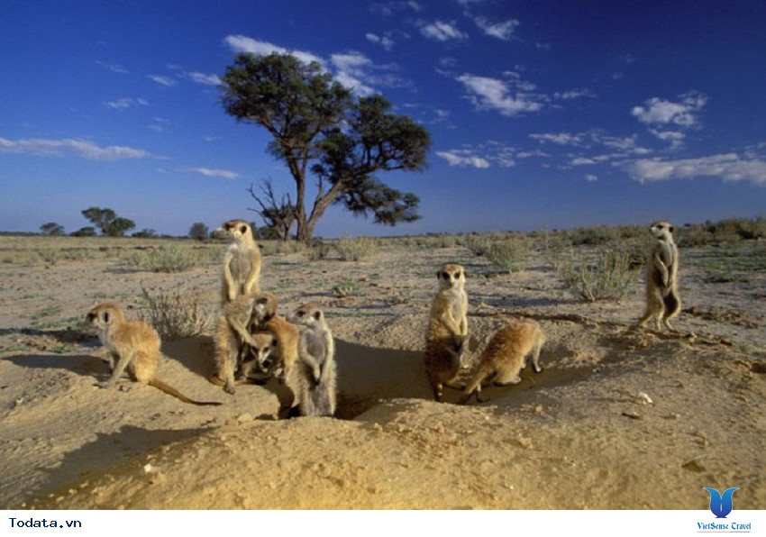 Tham quan công viên Kgalagadi Transfrontier Hình ảnh 1 Tham quan công viên Kgalagadi Transfrontier Hình ảnh 1