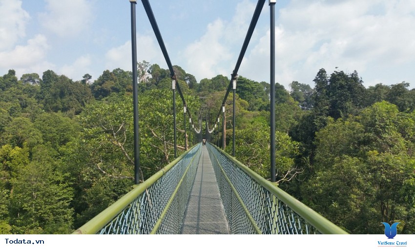 Tham quan MacRitchie Nature Trail & Reservoir Park Hình ảnh 3