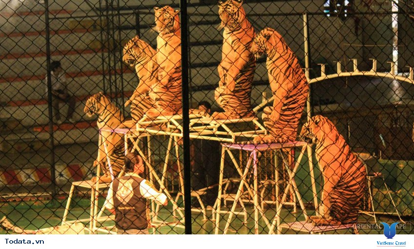 Thăm thú công viên Sriracha Tiger Zoo Hình ảnh 3
