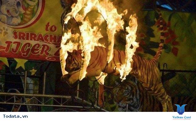 Thăm thú công viên Sriracha Tiger Zoo Hình ảnh 1