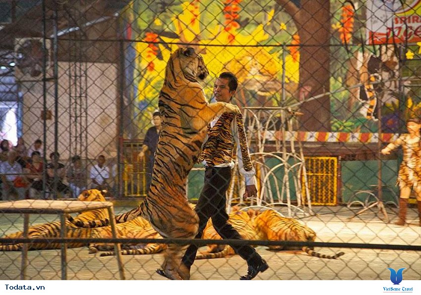 Thăm thú công viên Sriracha Tiger Zoo Hình ảnh 2