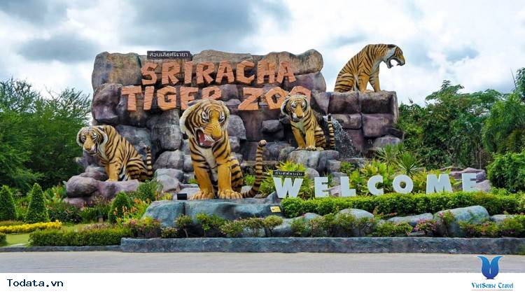 Thăm trại hổ Sriracha Tiger Zoo Hình ảnh 1 Thăm trại hổ Sriracha Tiger Zoo Hình ảnh 1