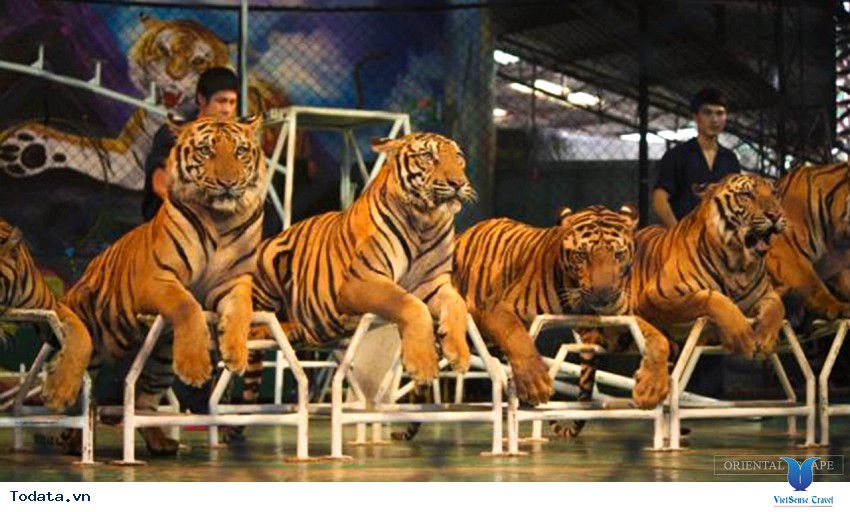 Thăm trại hổ Sriracha Tiger Zoo Hình ảnh 2 Thăm trại hổ Sriracha Tiger Zoo Hình ảnh 2