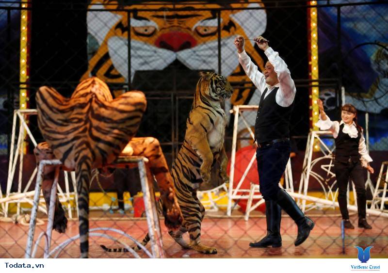 Thăm trại hổ Sriracha Tiger Zoo Hình ảnh 3 Thăm trại hổ Sriracha Tiger Zoo Hình ảnh 3