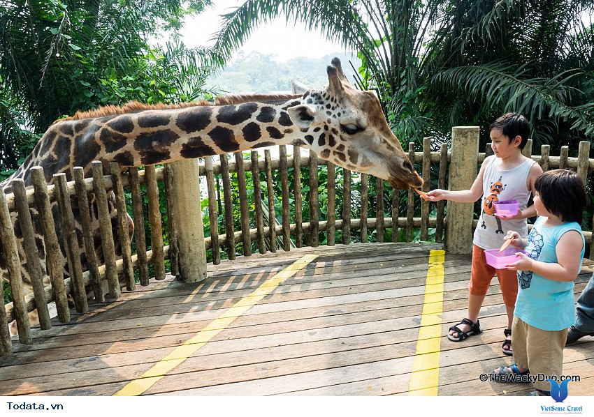 Thế giới thần tiên ở sở thú Singapore Hình ảnh 2