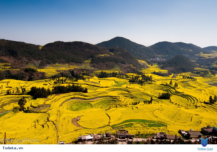 Thiên Đường Hoa Cải Vàng Ở La Bình Hình ảnh 1