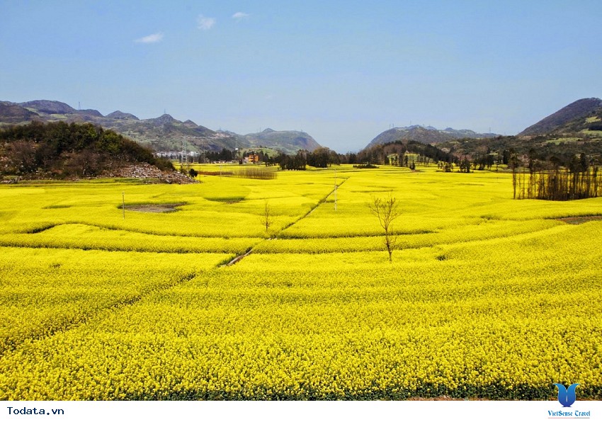 Thiên Đường Hoa Cải Vàng Ở La Bình Hình ảnh 2