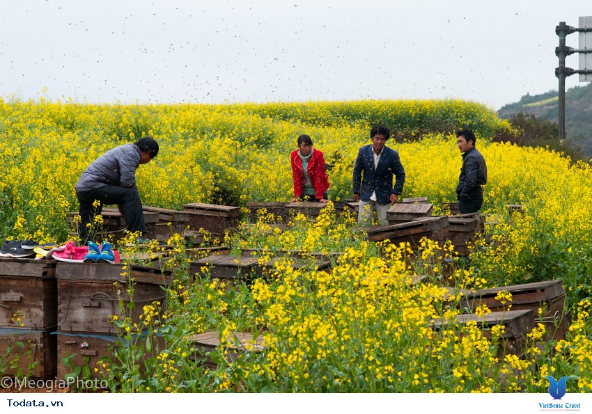 Thiên Đường Hoa Cải Vàng Ở La Bình Hình ảnh 5