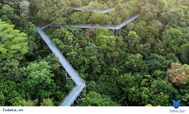 Thiên nhiên ở MacRitchie Nature Trail & Reservoir Park Hình ảnh 1 Thiên nhiên ở MacRitchie Nature Trail & Reservoir Park Hình ảnh 1