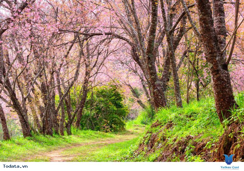 Thiên nhiên tươi mát ở Công Viên Quốc Gia Doi Inthanon Hình ảnh 2 Thiên nhiên tươi mát ở Công Viên Quốc Gia Doi Inthanon Hình ảnh 2