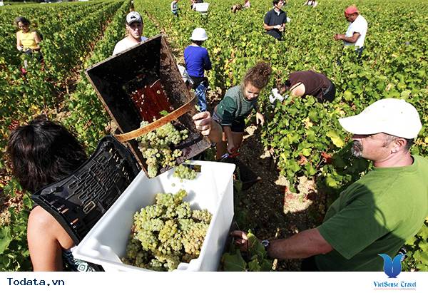 Thời điểm đẹp nhất đến vườn nho SilverLake Hình ảnh 3