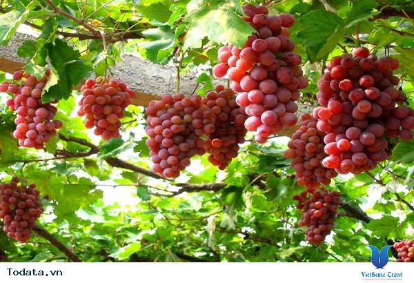 Thời điểm đẹp nhất đến vườn nho SilverLake Hình ảnh 2