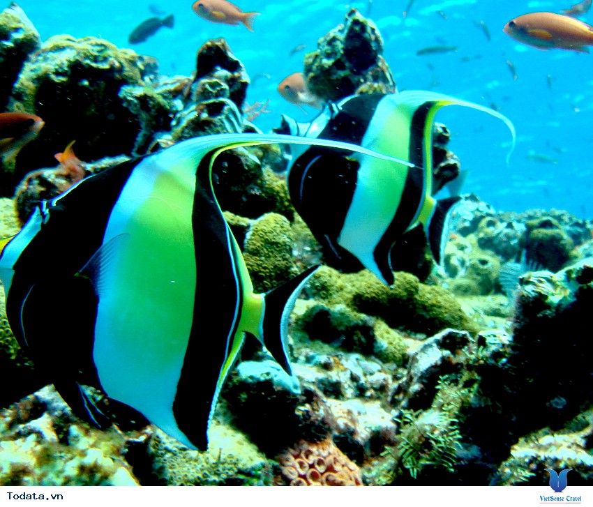 Thử và trải nghiệm lặn tại Manta Point các bạn sẽ thấy được những điều kì diệu nơi đây? Hình ảnh 1 Thử và trải nghiệm lặn tại Manta Point các bạn sẽ thấy được những điều kì diệu nơi đây? Hình ảnh 1