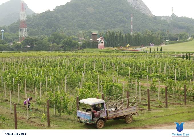 Thưởng ngoạn vườn nho SilverLake đậm chất cổ điển Hình ảnh 2