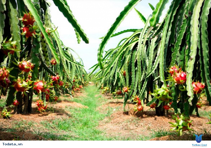 Tiền Giang - “Vương quốc trái cây” Hình ảnh 1