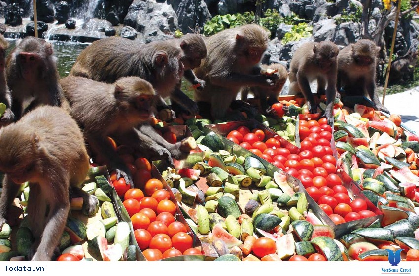 Toàn Cảnh Đảo Khỉ Nha Trang Hình ảnh 1 Toàn Cảnh Đảo Khỉ Nha Trang Hình ảnh 1