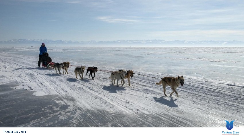 Trải nghiệm cuộc đua chó Husky Siberian ở Bắc cực Hình ảnh 3