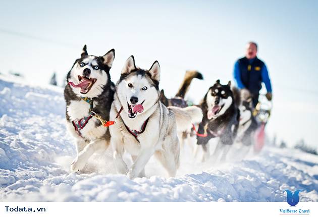 Trải nghiệm cuộc đua chó Husky Siberian ở Bắc cực Hình ảnh 2