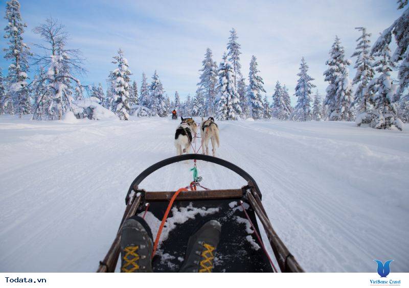 Trải nghiệm cuộc đua chó Husky Siberian ở Bắc cực Hình ảnh 1