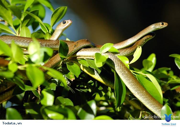 Trải nghiệm khó quên ở Trại Rắn Hình ảnh 3