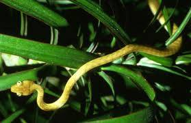 Trải nghiệm khó quên ở Trại Rắn Hình ảnh 2