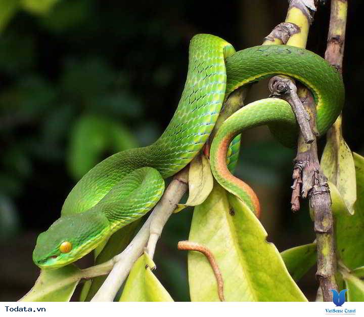 Trải nghiệm khó quên ở Trại Rắn Hình ảnh 1