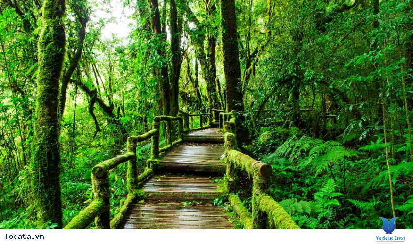 Vẻ đẹp hoang sơ của Công Viên Quốc Gia Doi Inthanon Hình ảnh 3